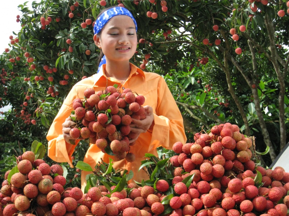 3559 vyi thiyu byc giang 2